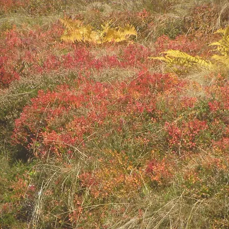 Apartment Gloesalm Ramsau am Dachstein