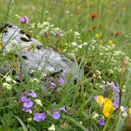 Gloesalm Apartment Ramsau am Dachstein