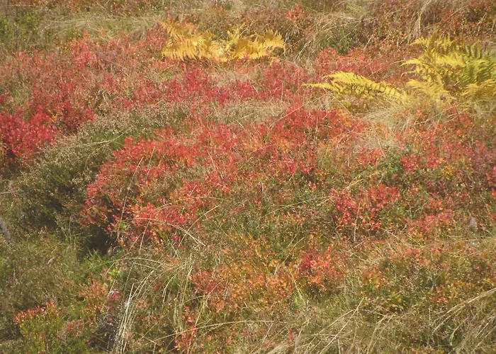 아파트 Gloesalm 람자우 암 다흐스타인