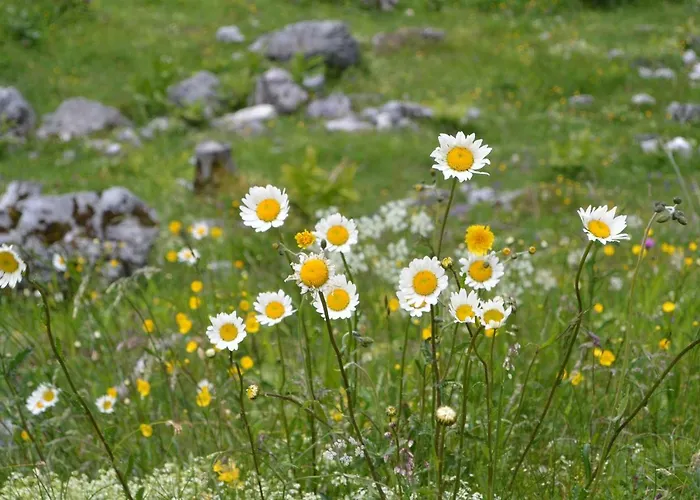 Gloesalm شقة رامساو أم داتشستين