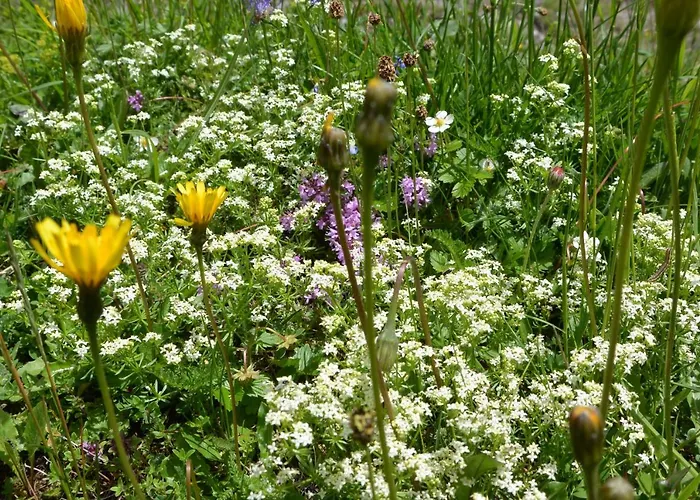 Gloesalm 람자우 암 다흐스타인